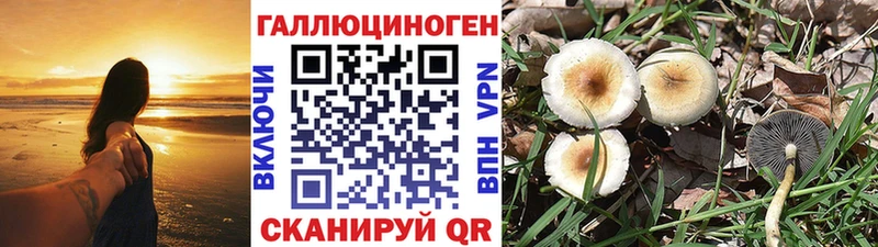 мега маркетплейс  продажа наркотиков  Ельня  Галлюциногенные грибы Magic Shrooms 